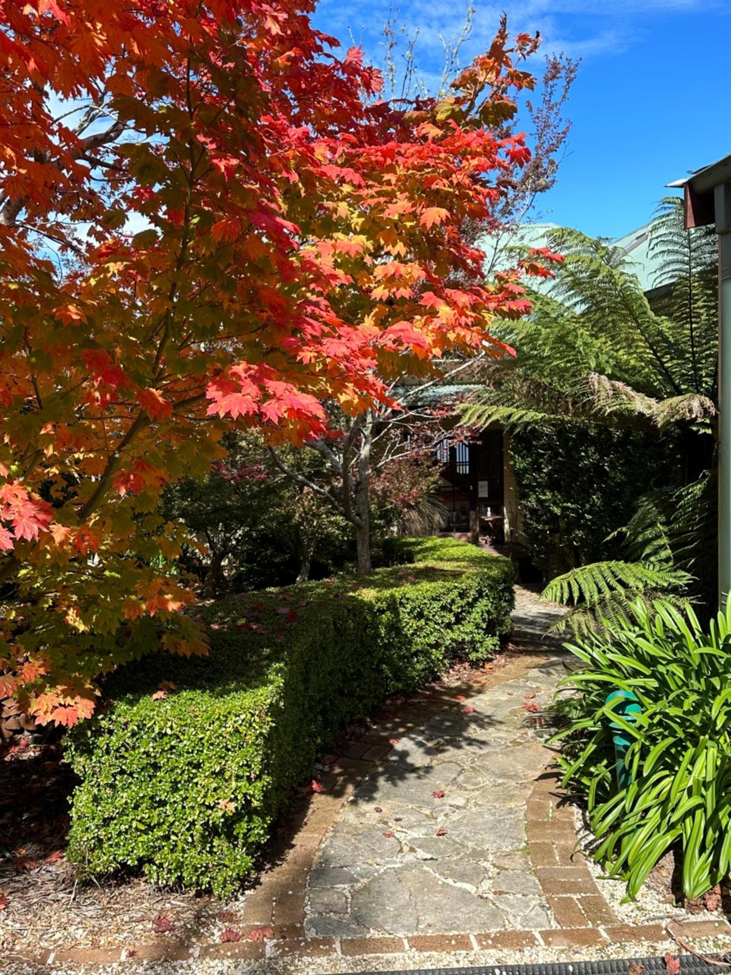 Valley Of The Waters B&B Wentworth Falls Kültér fotó